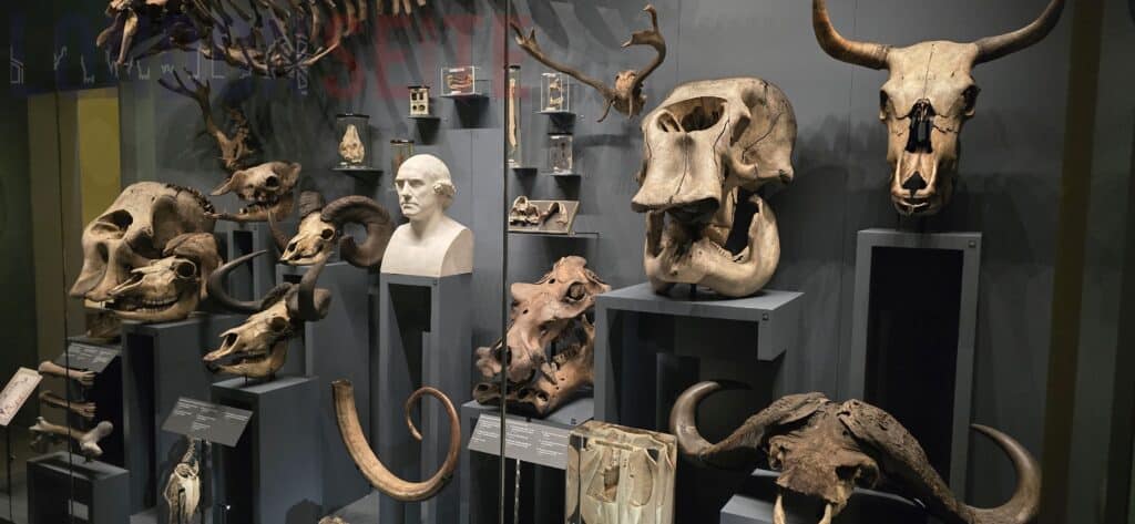 Hunterian Museum London